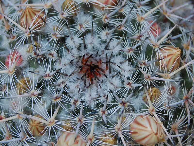 Mammillaria brauneana CSD 140