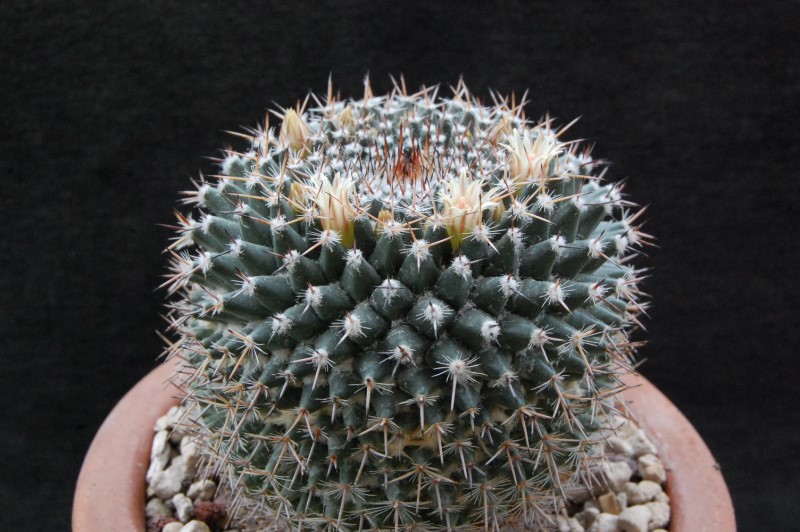 Mammillaria brauneana CSD 140