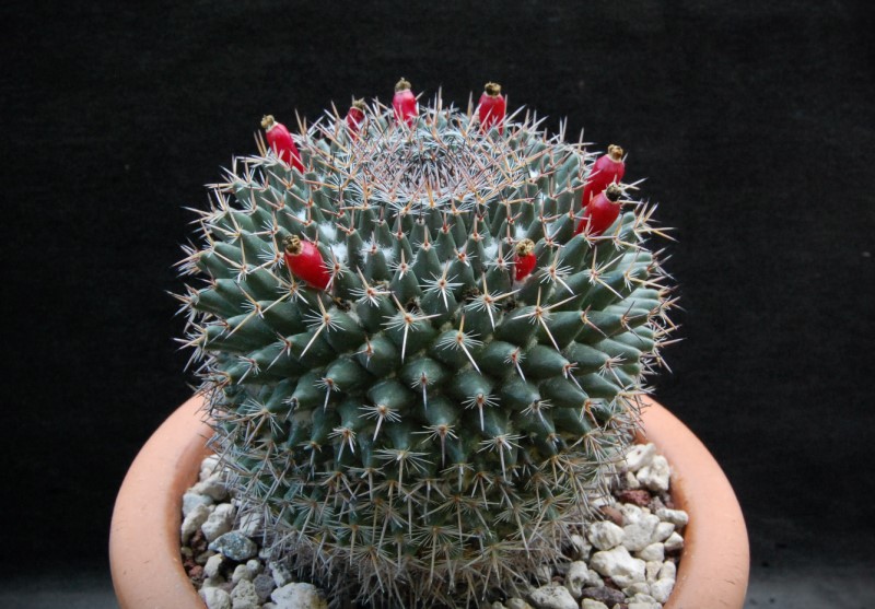 Mammillaria brauneana CSD 140