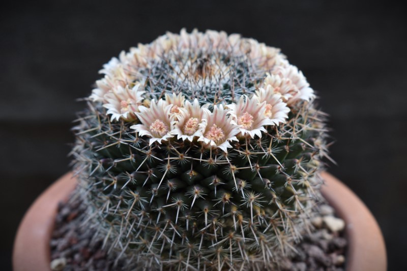 Mammillaria brauneana CSD 140