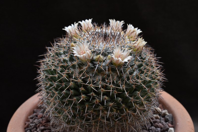 Mammillaria brauneana CSD 140