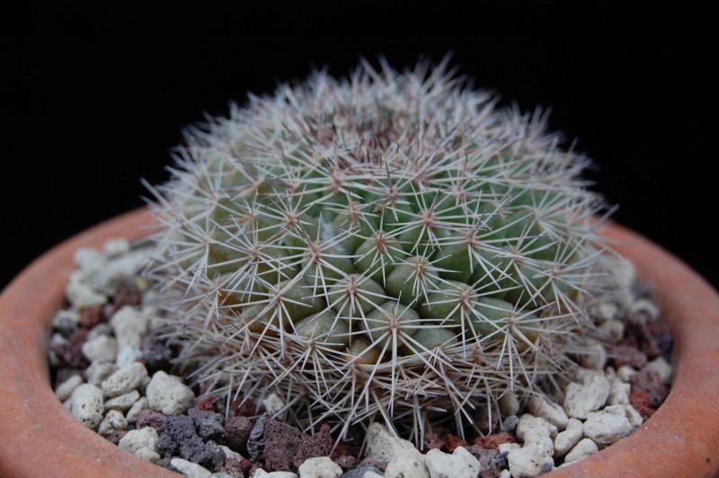 Mammillaria miegiana LAU 612