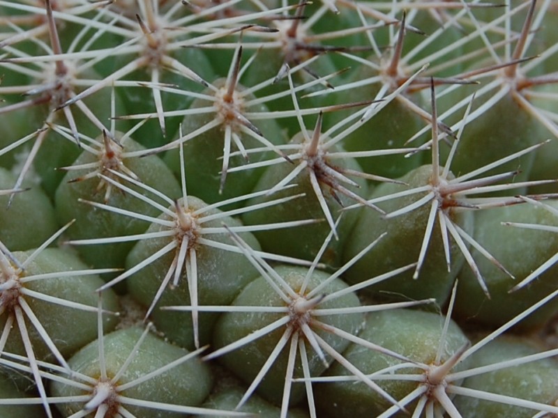 Mammillaria miegiana LAU 612