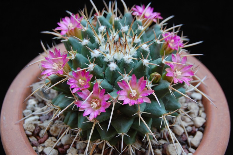 Mammillaria bucareliensis v. bicornuta 