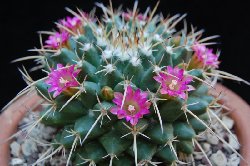 Mammillaria bucareliensis v. bicornuta 