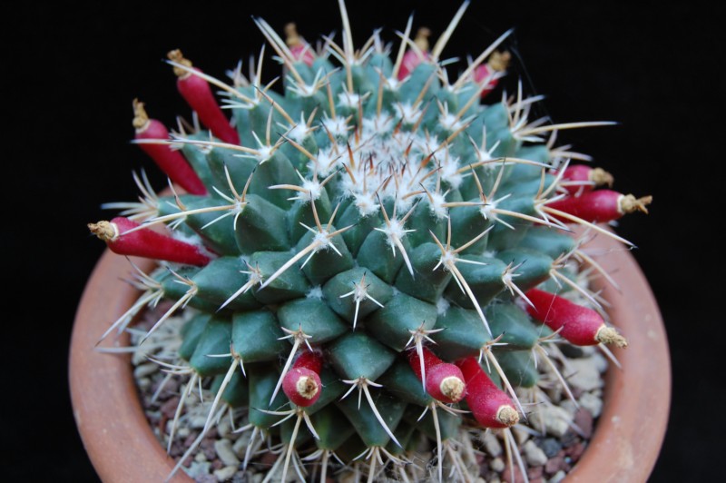 Mammillaria bucareliensis v. bicornuta 