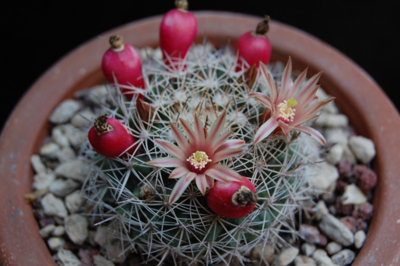 Mammillaria johnstonii v. sancarlensis 