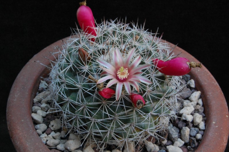 Mammillaria johnstonii v. sancarlensis 