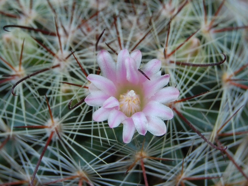 Mammillaria kleiniorum 