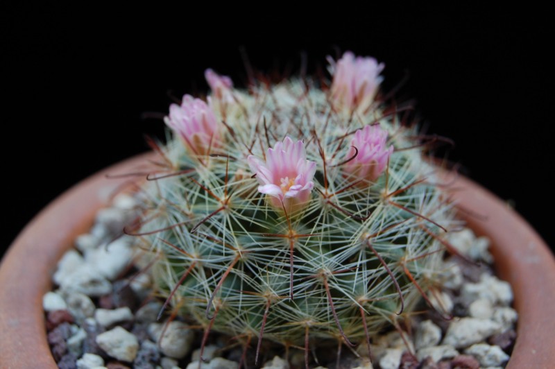 Mammillaria kleiniorum 