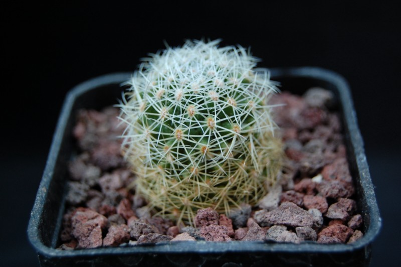 Mammillaria napina 