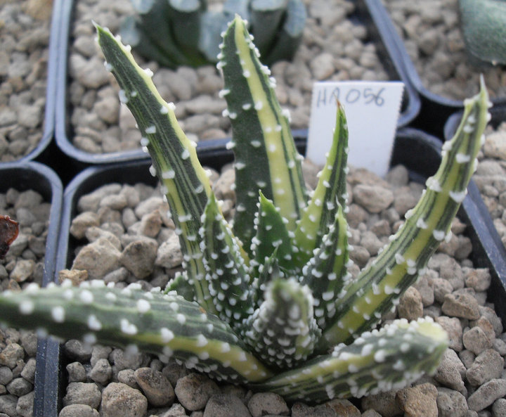 Haworthia pumila f. variegata 