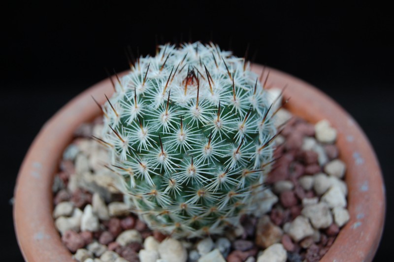 Mammillaria elegans v. dealbata 