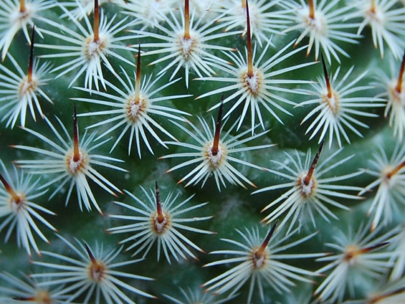 Mammillaria elegans v. dealbata 