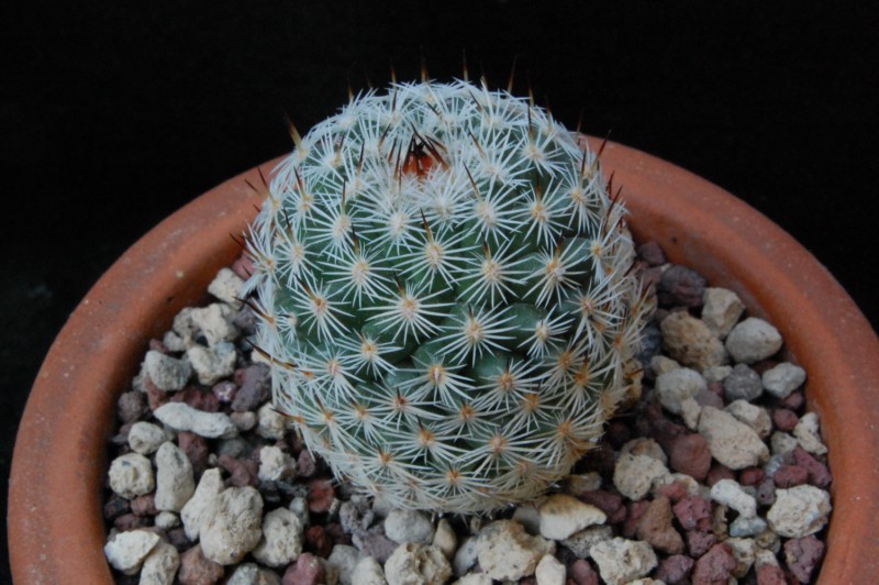 Mammillaria elegans v. dealbata 