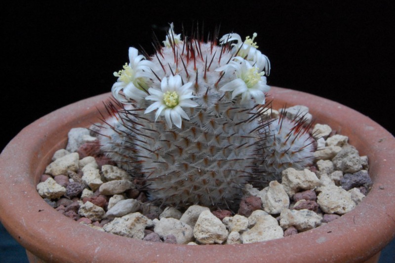 Mammillaria perezdelarosae ssp. andersoniana 