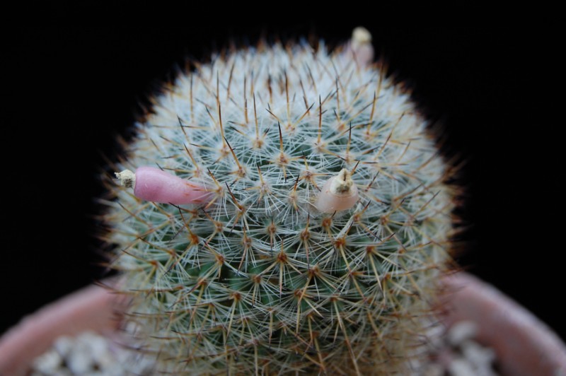 Mammillaria halbingeri 