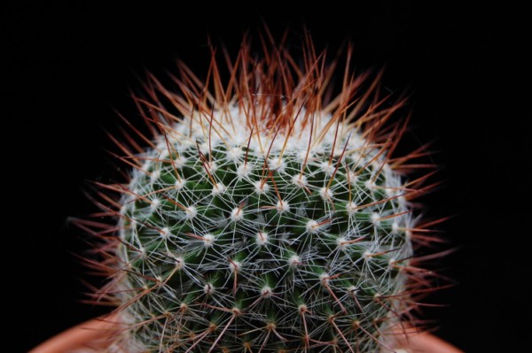 Mammillaria varieaculeata 