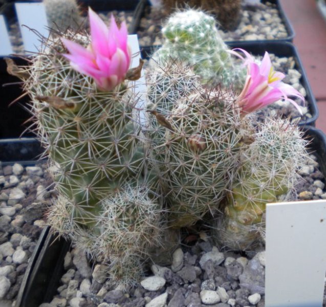 Mammillaria mazatlanensis ssp. patonii 