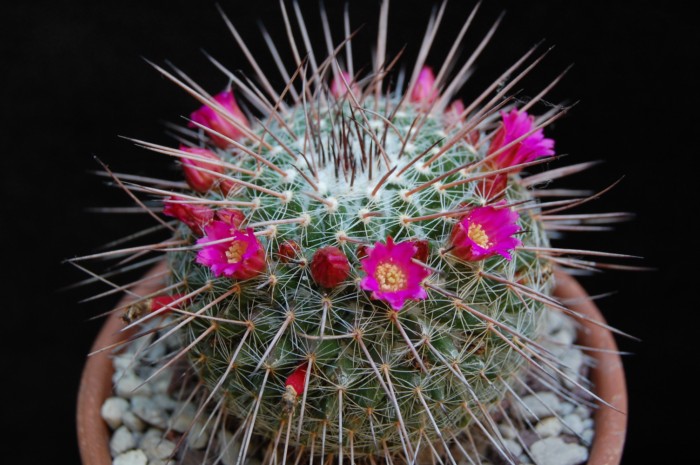 Mammillaria varieaculeata 