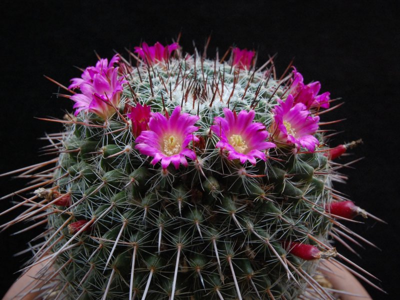 Mammillaria varieaculeata 