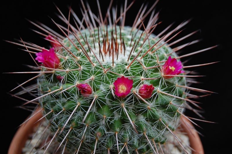 Mammillaria varieaculeata 