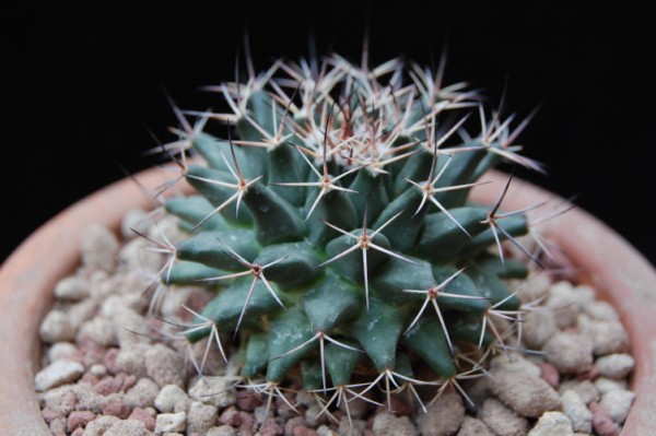 Mammillaria parrasensis MT 107