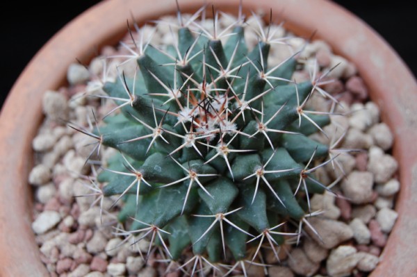 Mammillaria parrasensis MT 107