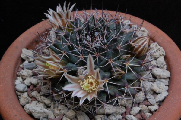 Mammillaria parrasensis MT 107