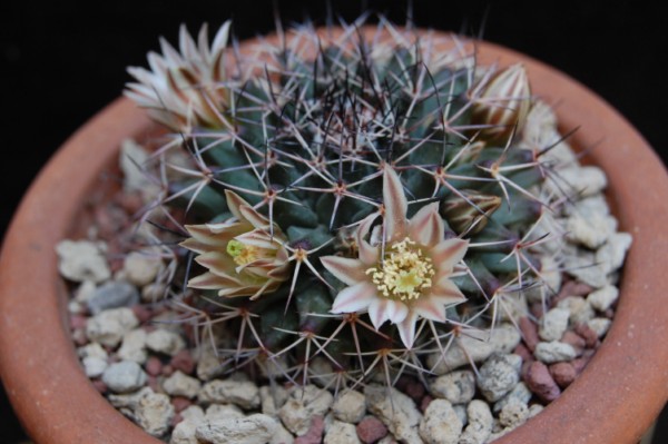 Mammillaria parrasensis MT 107