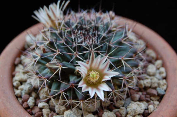 Mammillaria parrasensis MT 107