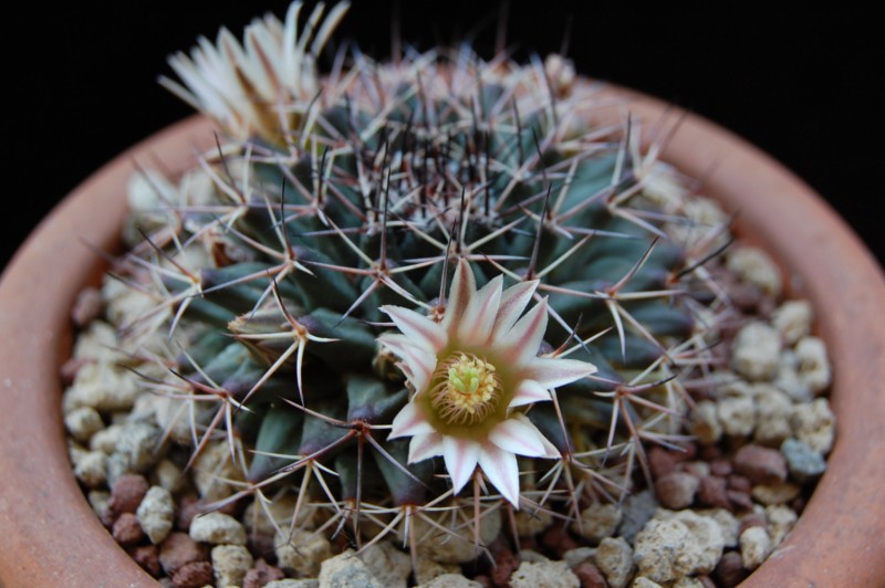 Mammillaria parrasensis 