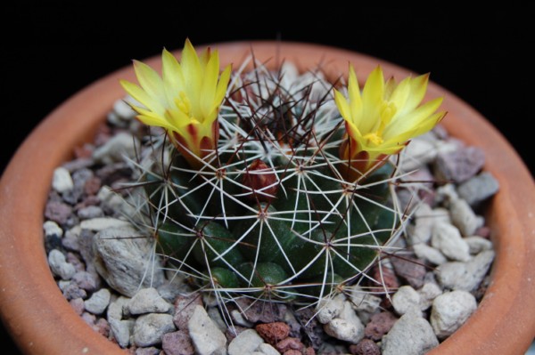 Mammillaria melaleuca 