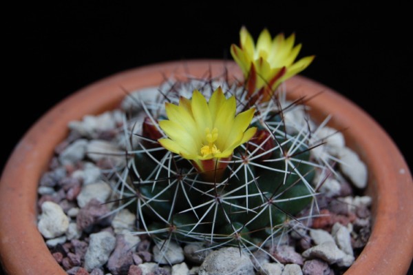 Mammillaria melaleuca 