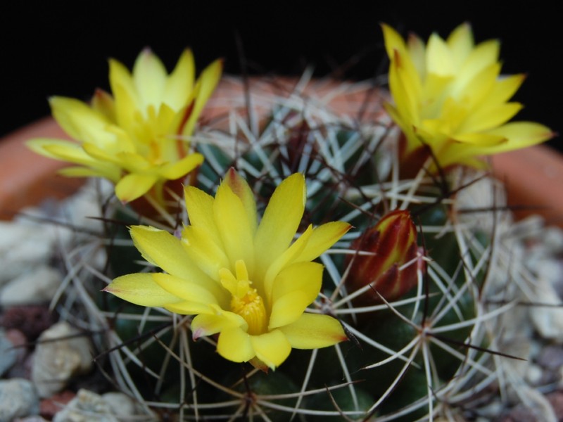 Mammillaria melaleuca 