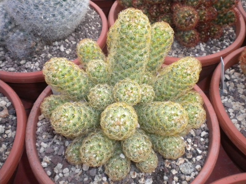 Mammillaria elongata 