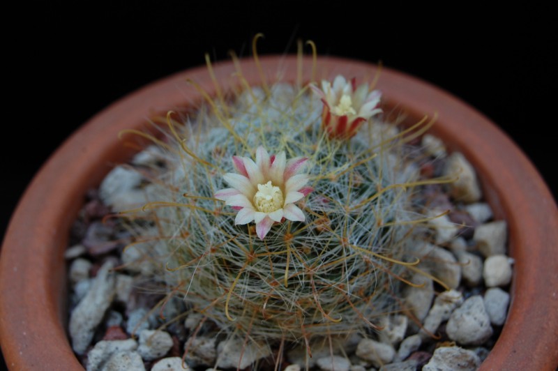 Mammillaria aurihamata 