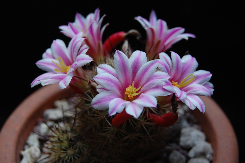 Mammillaria blossfeldiana Z 143