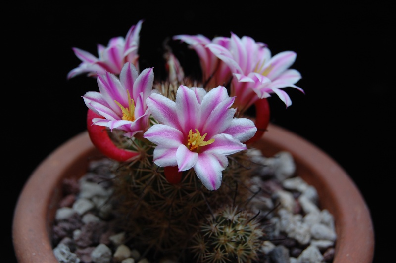 Mammillaria blossfeldiana Z 143