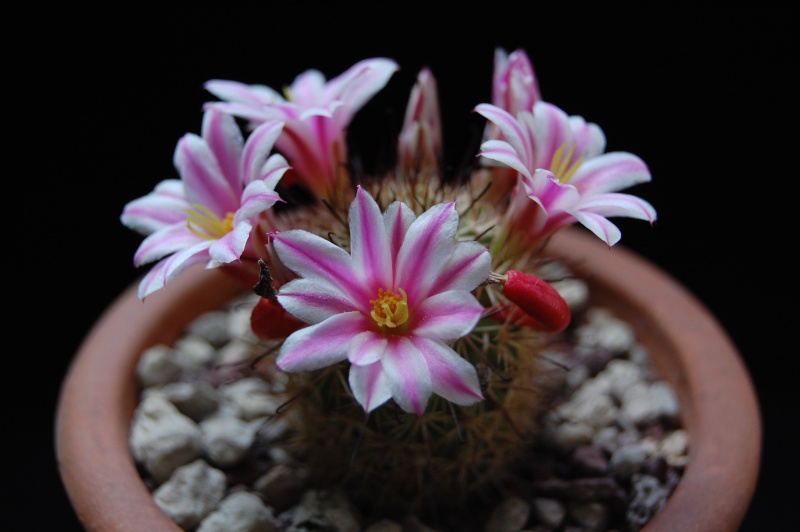 Mammillaria blossfeldiana Z 143