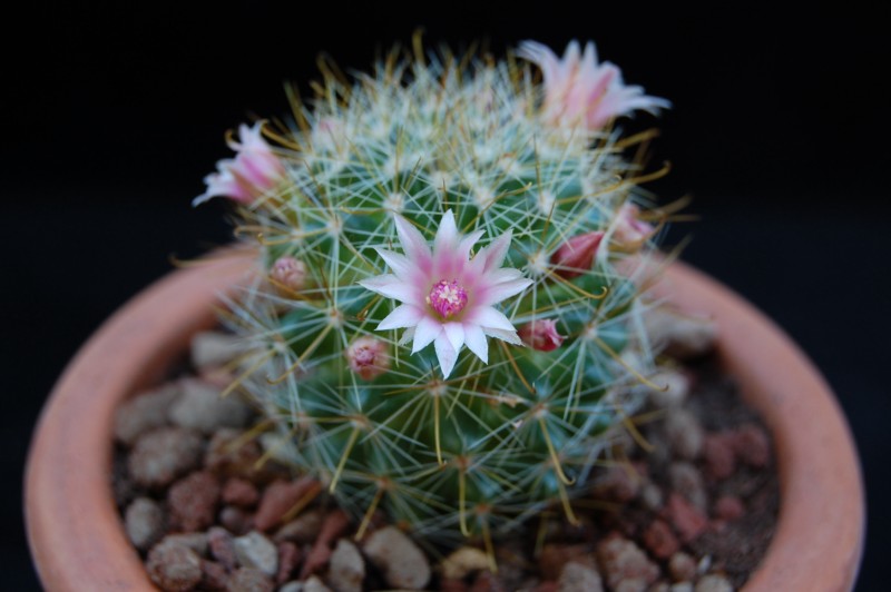 Mammillaria variabilis REP 1393