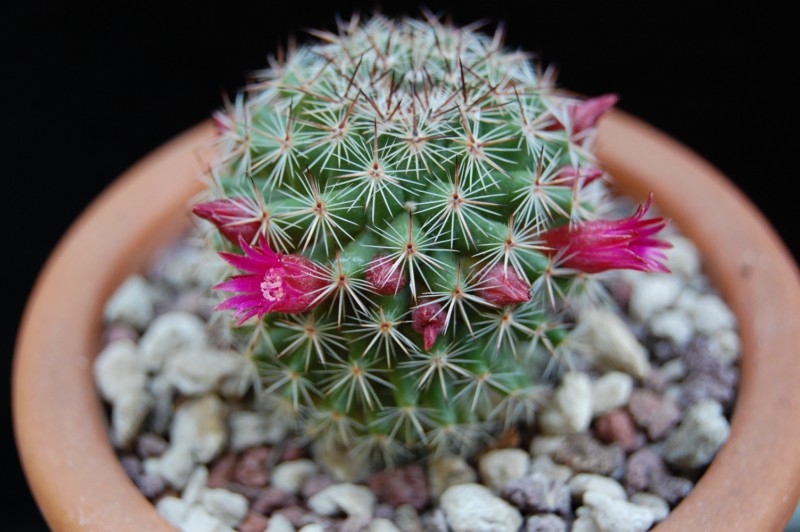 Mammillaria compacticaulis REP 1047