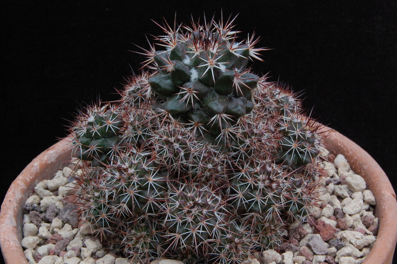 Mammillaria voburnensis 