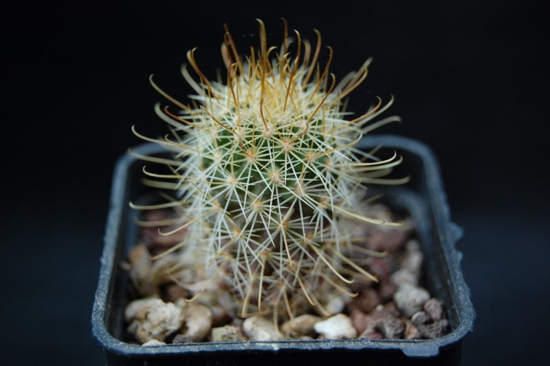 Mammillaria cerralboa LAU 39