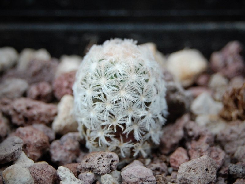 Mammillaria roemeri 