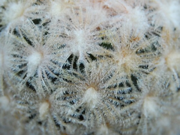 Mammillaria roemeri 