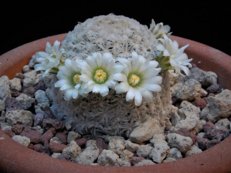 Mammillaria roemeri 