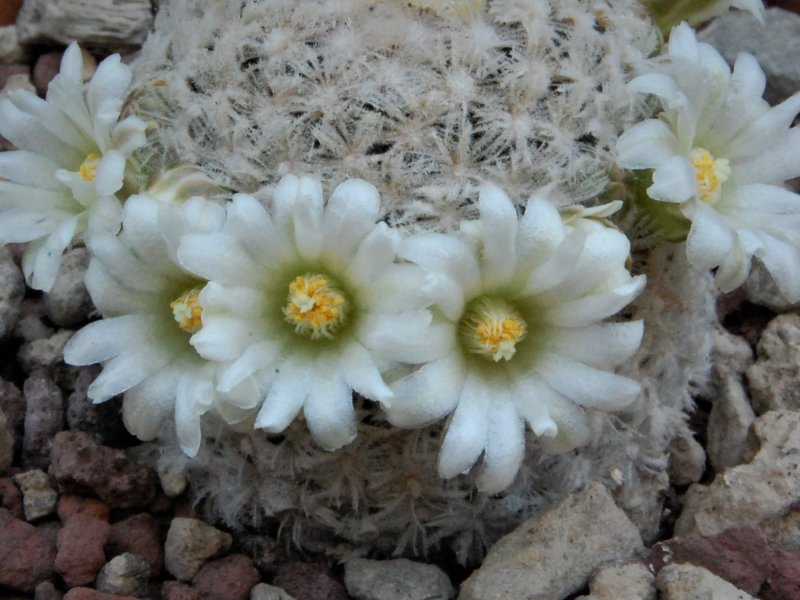 Mammillaria roemeri 