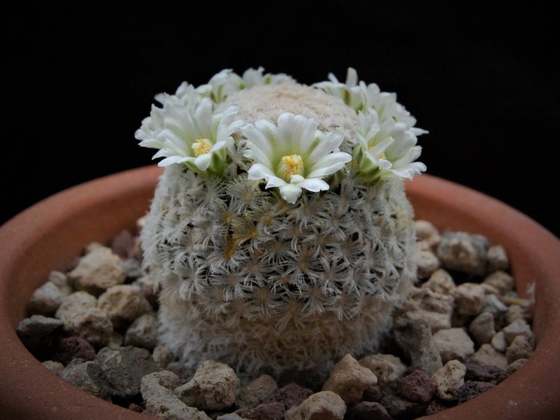 Mammillaria roemeri WH 193