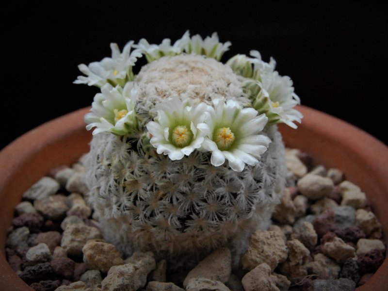 Mammillaria roemeri WH 193